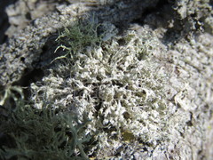 Heterodermia namaquana