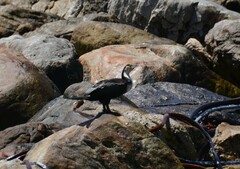 Phalacrocorax carbo lucidus