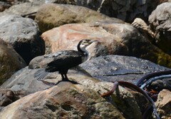 Phalacrocorax carbo lucidus