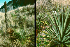 Puya clava-herculis