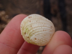 Periglypta reticulata