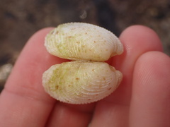 Periglypta reticulata