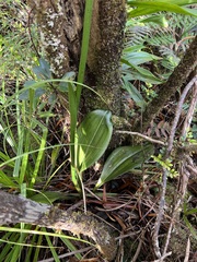 Megastylis latissima