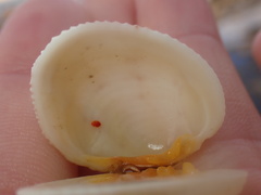 Periglypta reticulata