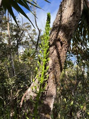 Megastylis latissima