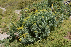 Senecio halimifolius
