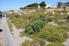 Senecio halimifolius