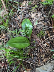 Megastylis latissima
