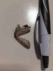 Utetheisa pulchelloides