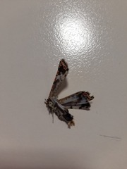 Utetheisa pulchelloides