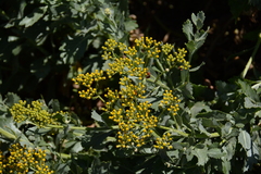 Senecio halimifolius