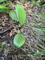Megastylis latissima