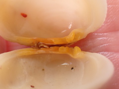 Periglypta reticulata