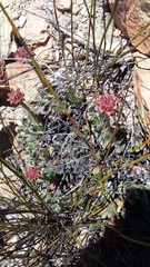 Crassula nudicaulis