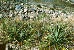 Puya clava-herculis