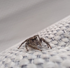 Anarrhotus fossulatus