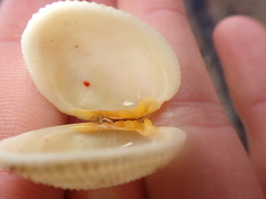 Periglypta reticulata