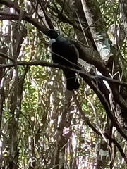 Prosthemadera novaeseelandiae