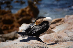 Phalacrocorax carbo lucidus