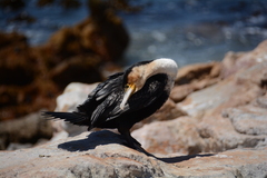 Phalacrocorax carbo lucidus