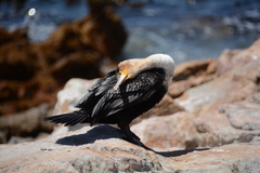 Phalacrocorax carbo lucidus