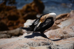 Phalacrocorax carbo lucidus