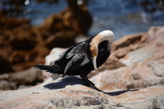 Phalacrocorax carbo lucidus