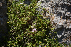 Drosanthemum candens