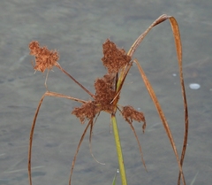 Cyperus glomeratus