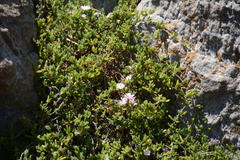 Drosanthemum candens