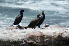 Phalacrocorax capensis