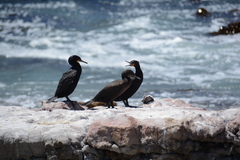 Phalacrocorax capensis