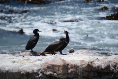 Phalacrocorax capensis