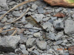 Psolodesmus mandarinus dorothea
