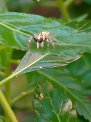 Phintelloides versicolor