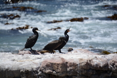 Phalacrocorax capensis