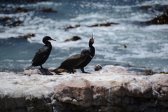 Phalacrocorax capensis