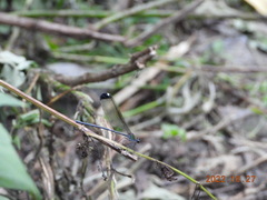 Psolodesmus mandarinus dorothea