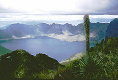Puya clava-herculis