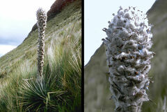 Puya clava-herculis