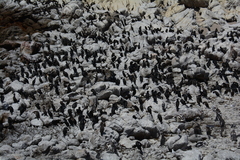 Phalacrocorax capensis