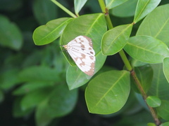 Nyctemera adversata