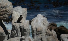 Phalacrocorax neglectus
