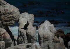 Phalacrocorax neglectus