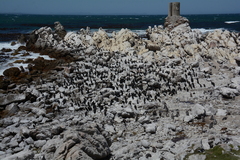 Phalacrocorax capensis