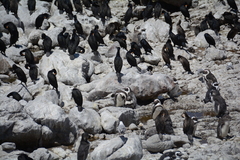 Phalacrocorax capensis