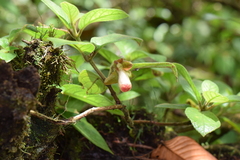 Drymonia alloplectoides
