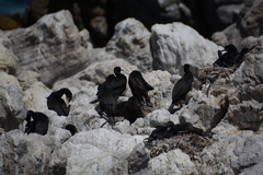 Phalacrocorax capensis