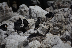 Phalacrocorax capensis