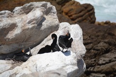 Phalacrocorax capensis